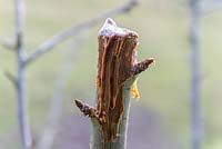 Scellant pour plaies sur branche coupée de Prunus - Cerisier - arbre, pour prévenir l'infection