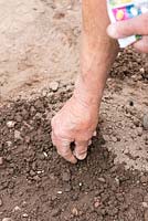 Phaseolus vulgaris - Haricot - semence semée directement dans le sol en bandes
