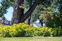 Euphorbia characias fleurissant en masse par arbre