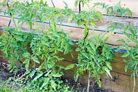 Plants de tomate cultivés en spirale prend en charge près d'une clôture en bois