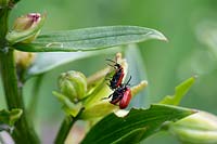 Lilioceris lilii - Lily Beetle - l'accouplement sur une feuille