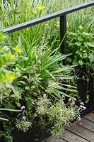 Balustrade de balcon avec jardinières fournissant un écran, plantes: Agapanthus 'Blue Storm', Erysimum variegatum - Giroflée et Ceratostigma plumbaginoides