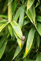 Escargot sur Phyllostachys bissetii - Bambou