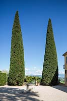 Une paire de Cupressus sempervirens - Cyprès - arbres - au bout de la terrasse
