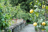 Rangée d'agrumes - Citron - arbres en pots sur une terrasse en pierre surélevée