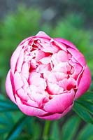 Paeonia 'Clemenceau' - Pivoine