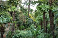 Woodland valley avec Trachycarpus fortunei - Chusan Palm - et Camellia et autres arbustes au-delà