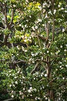 Camellia japonica 'Hagoromo', spécimen mature avec tronc intéressant