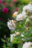 Rosa 'Ghislaine de Feligonde' - Rose Rambler