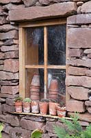 Sempervivums dans des pots en terre cuite sur le rebord de la fenêtre du cabanon.