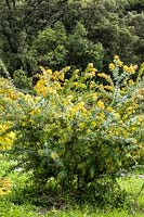 Acacia baileyana var. aurea - Cootamundra acacia