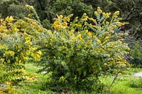 Acacia baileyana var. aurea - acacia - plante poussant dans le sol en pépinière
