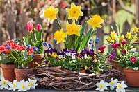 Pots d'annuelles en fleur dans une couronne tissée: Narcisse - Jonquille et Alto, avec pots de Bellis - Marguerite, Tulipa - Tulipe, Primula et Muscari - Jacinthe de raisin - à proximité