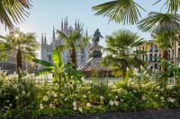 L'oasis de la piazza duomo: devant la célèbre cathédrale milanaise, deux longs parterres de fleurs composés de trachycarpus fortunei, musa ensete, hydrangea paniculata.