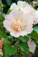 Alcea rosea 'Spring Celebrities Apricot' - Rose trémière