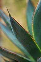 Agave 'Blue Glow', détail de bord de feuille marron