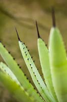 Agave macroacantha viridis - Agave à grandes épines - détail d'épines noires au bout et au bord des feuilles