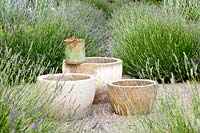 Collection de trois pots vides au centre de Lavandula angustifolia - couverture de lavande anglaise