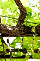Vitis vinifera - Grape Vine - branches matures à jeunes feuillages et fleurs
