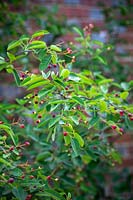 Les baies d'Amelanchier lamarckii - Snowy Mespilus, Juneberry
