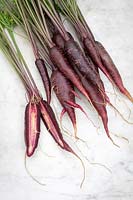 Daucus carota - Carotte 'Purple Sun' - racines lavées une coupe ouverte