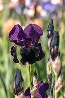 Iris barbu grand 'Nuit de sable'