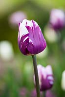 Tulipa 'Rems Favorite'
