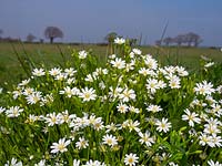 Stellaria holostea 'Grande Stitchwort'