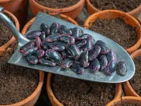 Phaseolus coccineus 'Lady Di' - Runner Bean - graines sur une truelle avec des pots de compost, prêt pour l'ensemencement