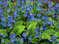 Omphalodes cappadocica 'Cherry Ingram'