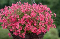 Diascia Red Ace syn. 'Hecrace' dans un panier suspendu