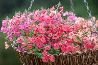 Diascia 'Diamonte Mixture' dans un panier suspendu