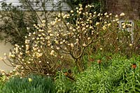 Edgeworthia chrysantha - Paperbush - en parterre de fleurs mélangé avec des bulbes tels que Narcisse - Jonquille - et Fritillaria imperialis - Crown Imperial