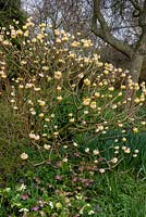 Edgeworthia chrysantha - Paperbush - en parterre de fleurs mixtes avec Helleboreus - Hellebore