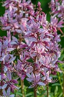 Dictamnus albus var. purpureus dittany à fleurs violettes