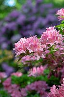 Rhododendron 'Rosata' - Viscosa Azalea