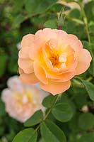 Rosa 'The Lark Ascending' - Rose Arbuste Anglaise