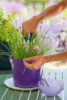 Utiliser des ciseaux pour récolter Allium schoenoprasum - Ciboulette - de plus en plus dans un pot