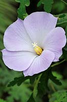 Alyogyne huegelii 'Santa Cruz' - Hibiscus lilas 'Santa Cruz'