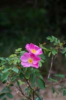 Rosa canina 'Hibernica' - Rose de chien