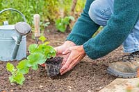 Planter soigneusement une plante de melon cultivée en pot dans le sol