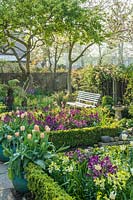 Vue sur Buxus - Parterres bordés de fleurs remplis d'Erysimum - Giroflée et Tulipa - Tulipes à banc et mur d'enceinte avec des arbres. Pots de Tulipa - Tulip - 'Apricot Beauty' marque le chemin d'entrée.