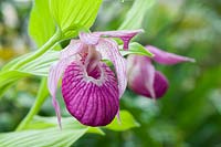 Cypripedium franchetii - Lady Slipper Orchid
