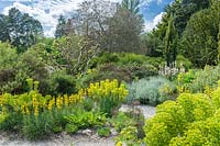 Vue sur jardin sec avec des euphorbes, Asphodeline lutea, Helichrysum italicum et chemin avec des gravillons