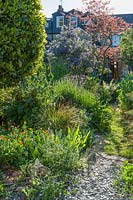 Vue d'un long jardin de ville étroit à Cambridge. Chemin serpentin, Cercis canadensis 'Forest Pansy', lavandes, digitales, Solanum crispum, herbes et coquelicots