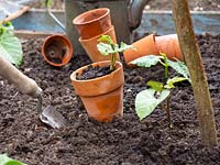 Phaseolus coccineus - Haricot, Phaseolus vulgaris - Haricot grimpant - 'Blauhilde', plantes en pot prêtes à être plantées dans le sol à côté des supports de plantes