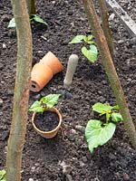 Phaseolus coccineus - Runner Bean - et Phaseolus vulgaris - Haricot grimpant 'Blauhilde', plantes en pot plantées en pleine terre par des supports végétaux