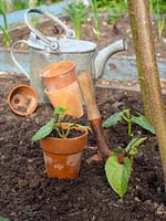 Phaseolus coccineus - Runner Bean - et Phaseolus vulgaris - Haricot grimpant 'Blauhilde', plantes en pot plantées à côté des supports de plantes