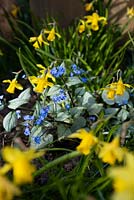 Bugloss de Sibérie en fleurs, Brunnera macrophylla, 'Looking Glass' chez Narcisse