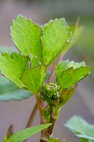 Ligusticum scoticum - livèche écossaise - feuille et bouton floral